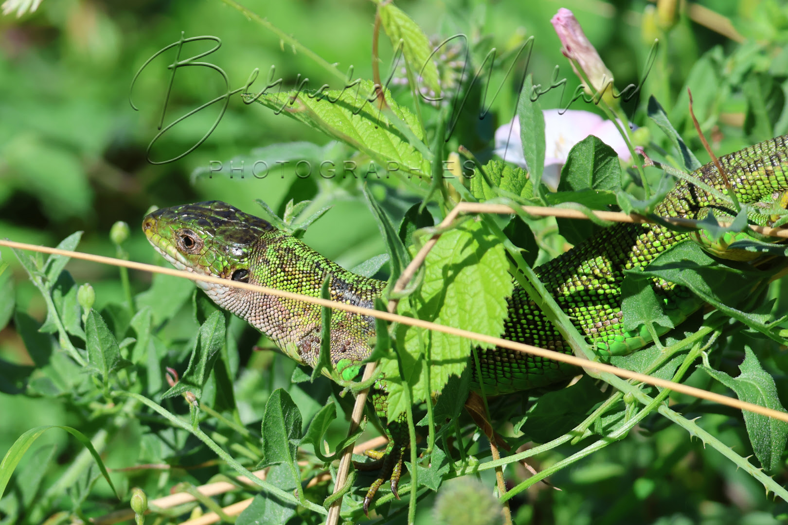 Lézards verts #9