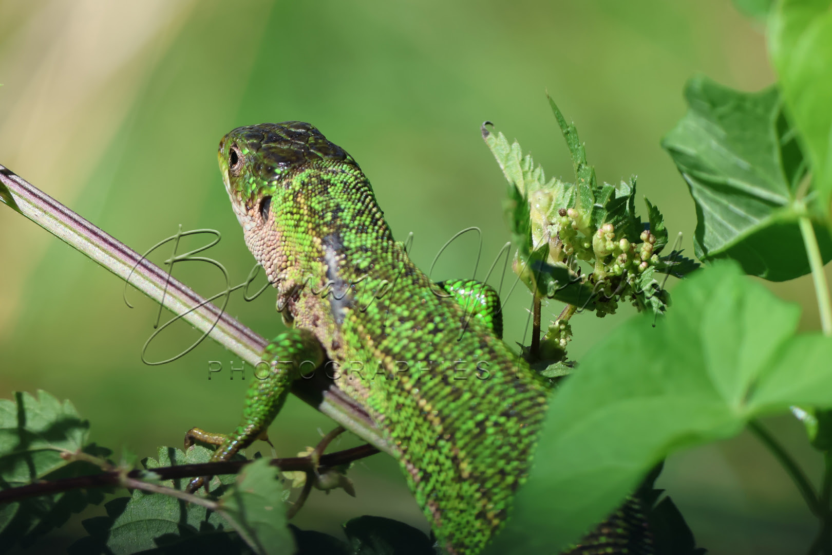 Lézards verts #10