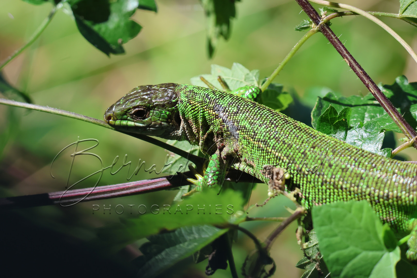 Lézards verts #11