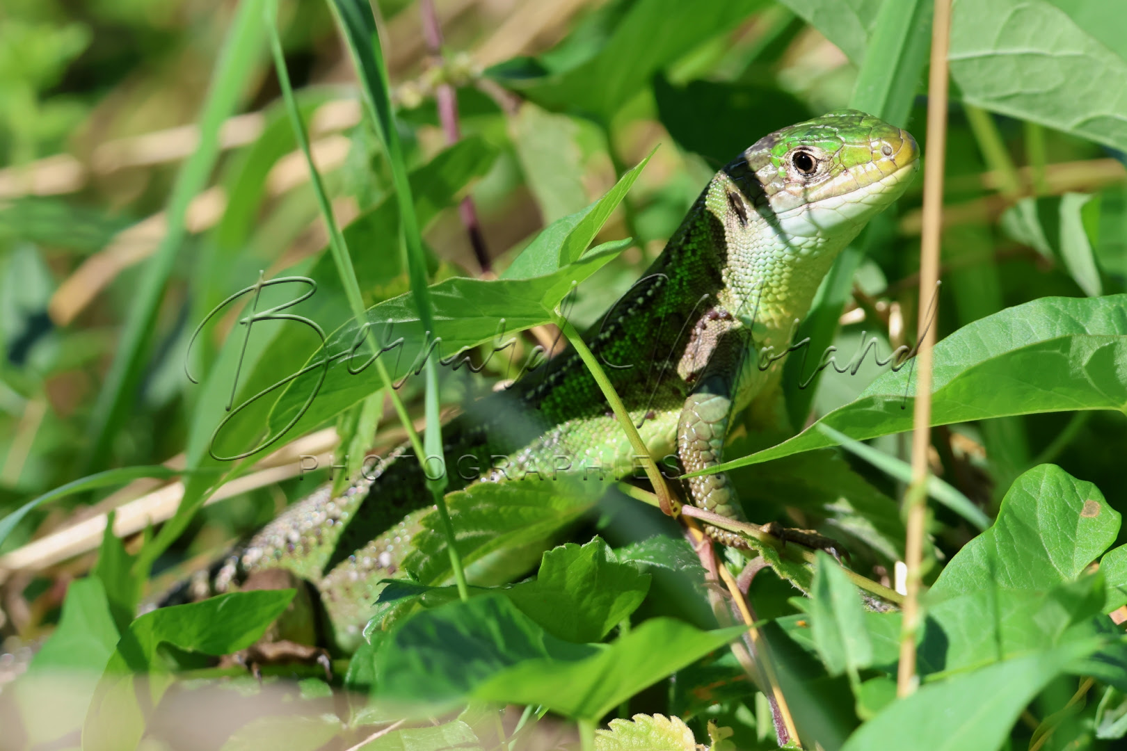 Lézards verts #12