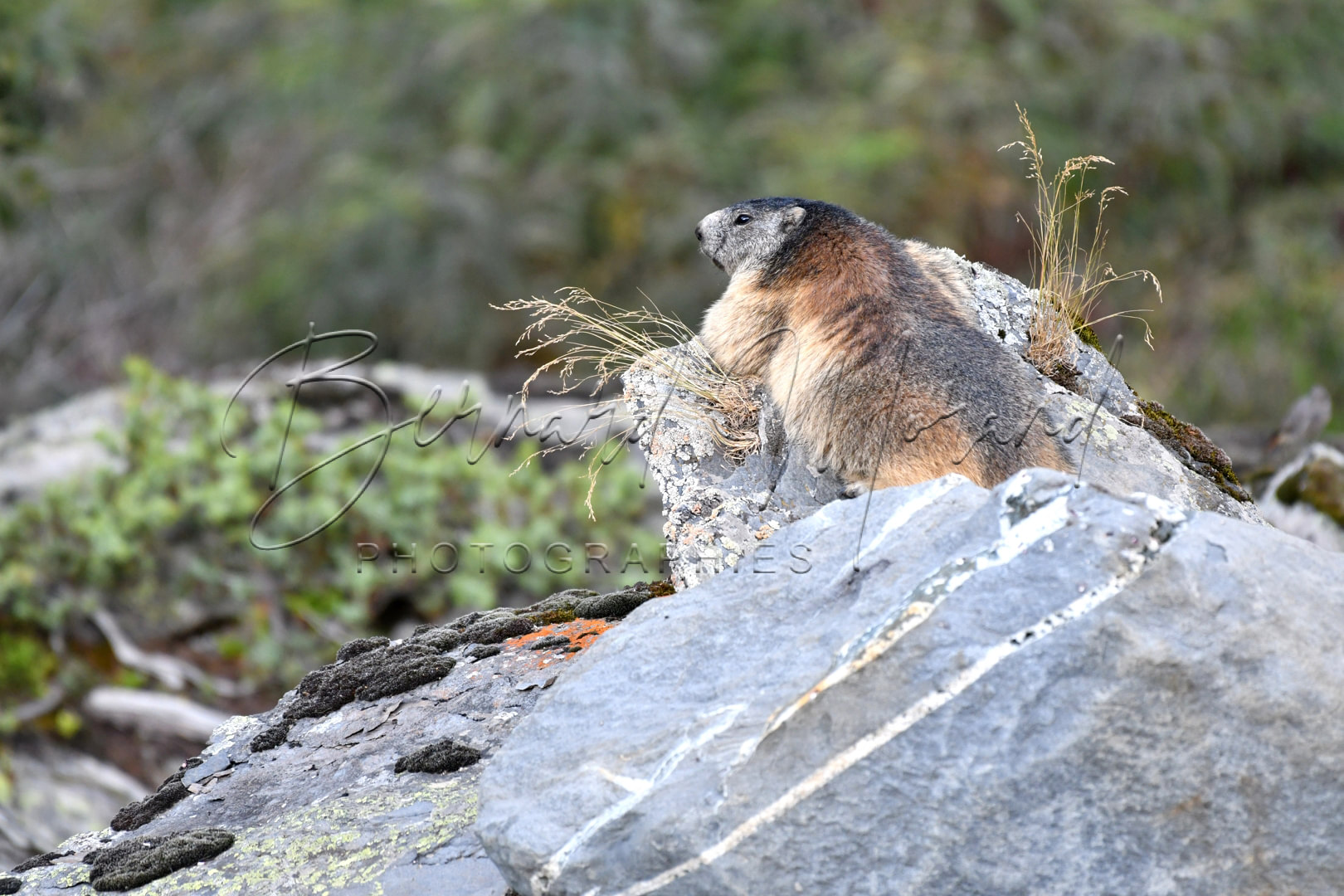 Marmottes #13