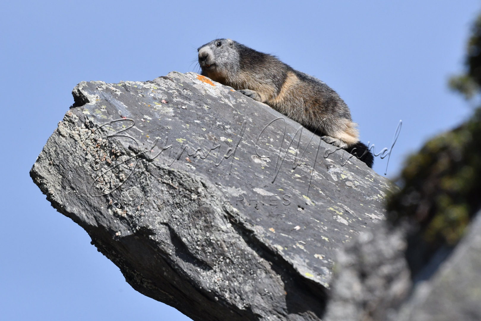 Marmottes #16