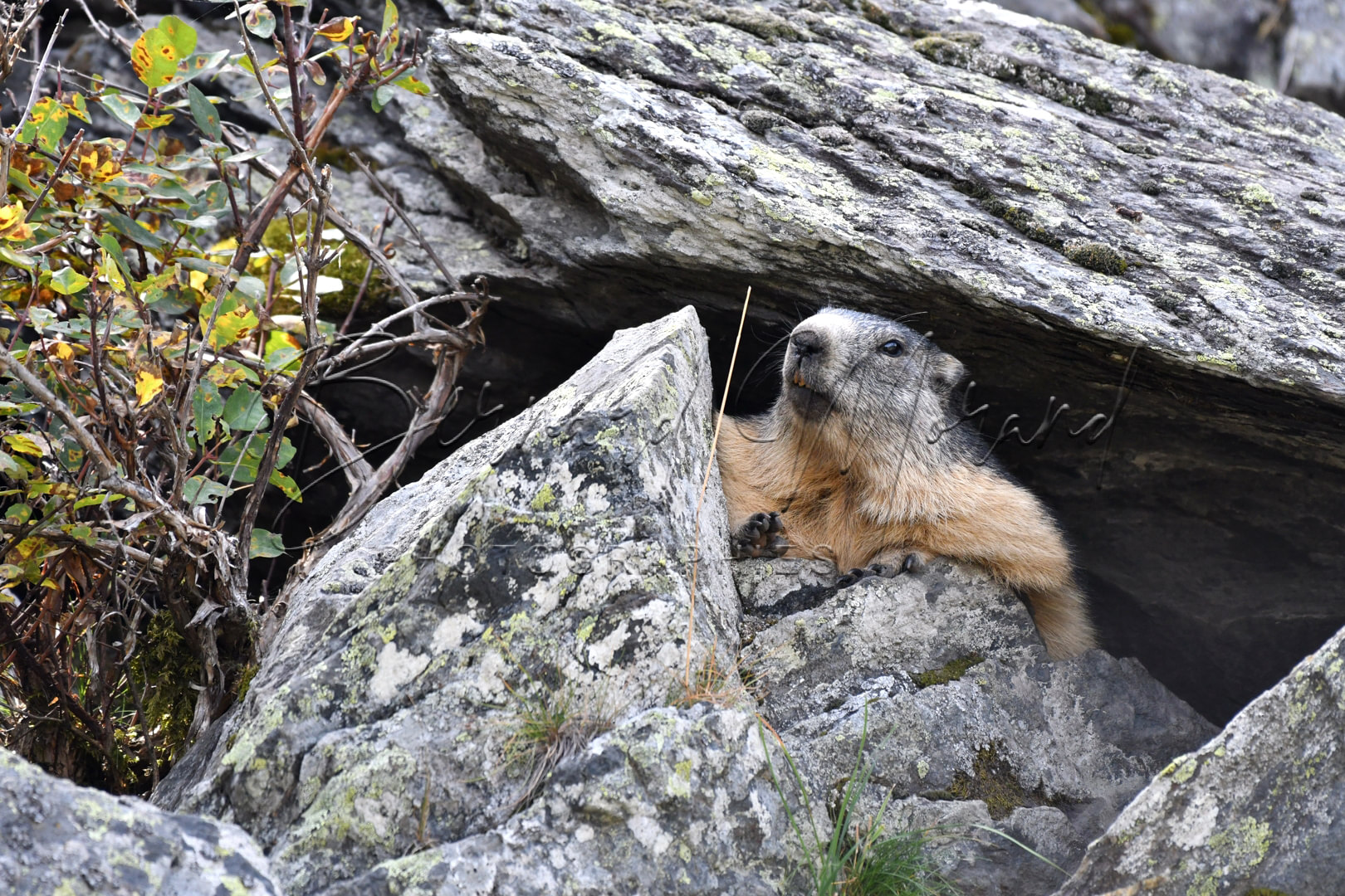 Marmottes #19