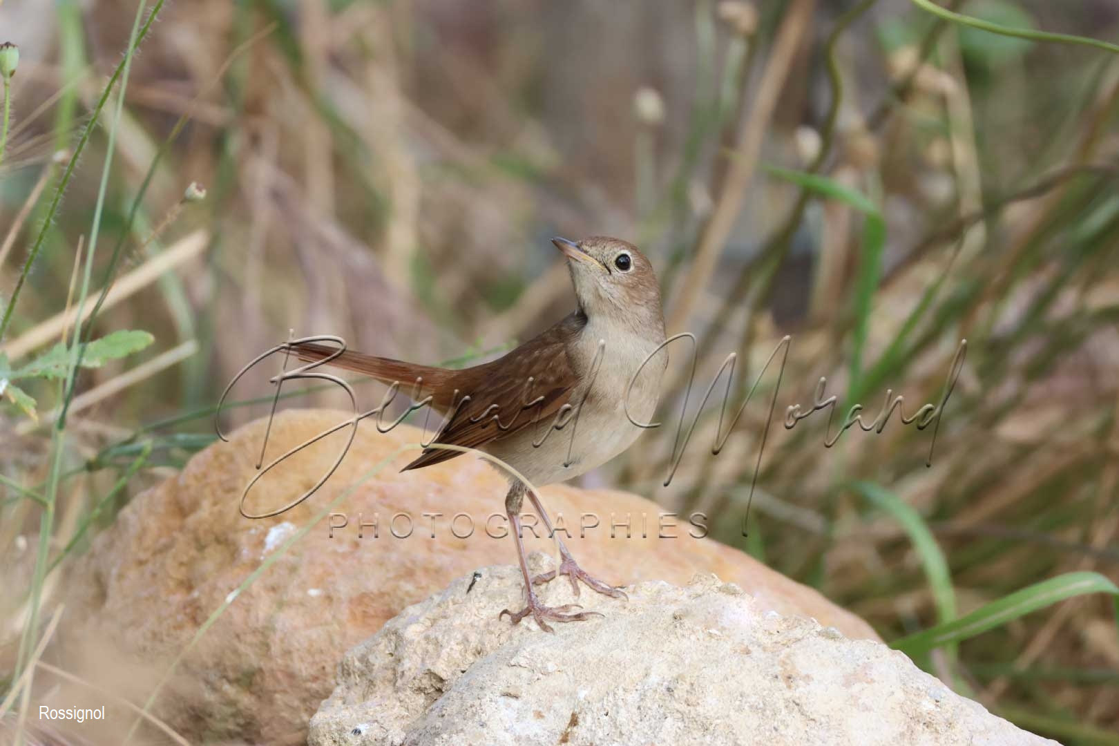 Oiseaux divers #15