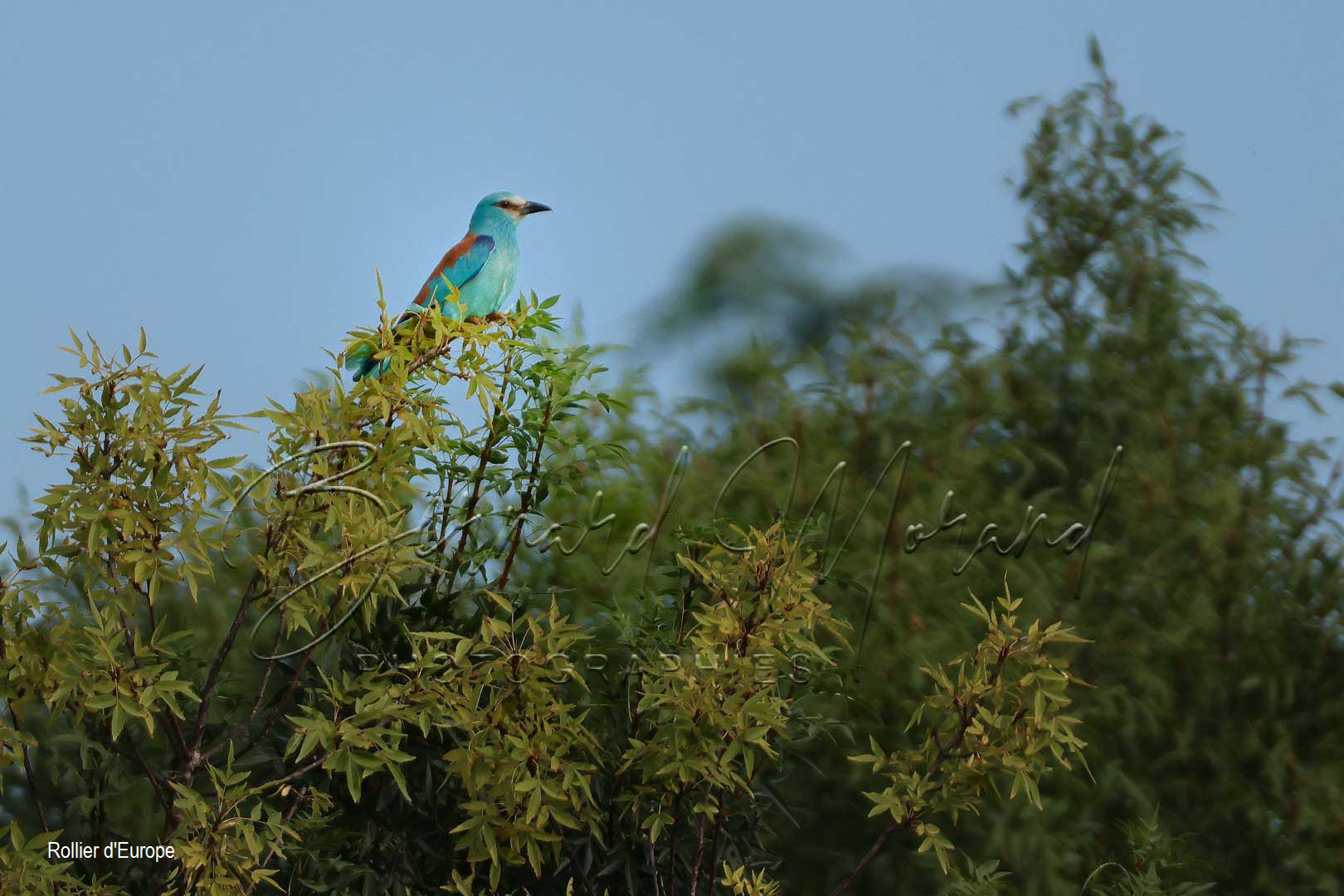 Oiseaux divers #17